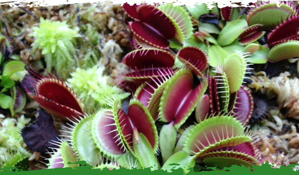 Venus Flytrap