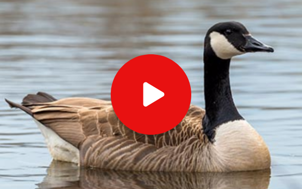 Watch a video about the Canada goose