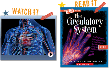 Circulatory System