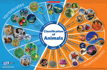 TrueFlix Animal Kingdom map
