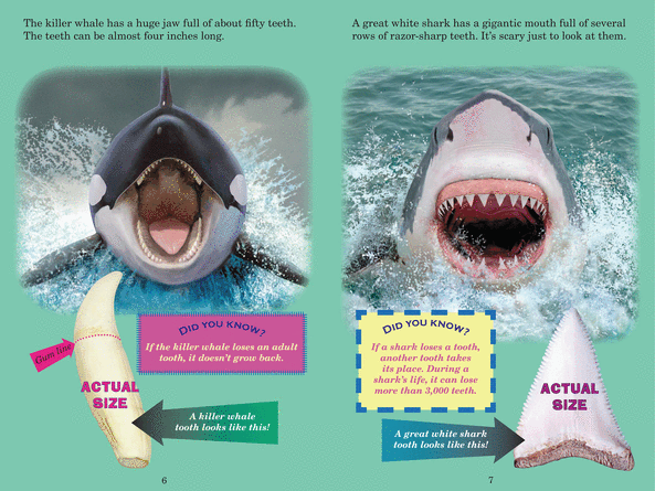 Who Would Win Killer Whale Vs Great White Shark By Jerry Pallotta Paperback Book The Parent Store