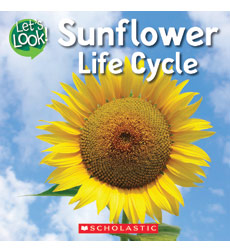 Sunflower Life Cycle Sunflower Life Cycle