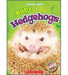 Baby Hedgehogs Baby Hedgehogs