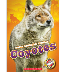 Coyotes Coyotes