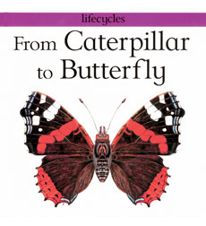 Lifecycles From Caterpillar To Butterfly By Dr Gerald Legg