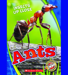 Ants Ants