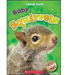 Baby Squirrels Baby Squirrels