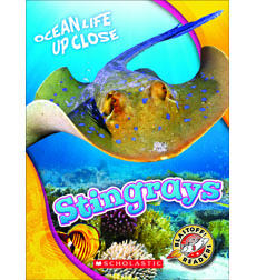 Stingrays Stingrays
