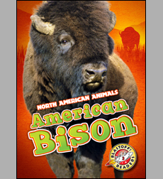 American Bison American Bison