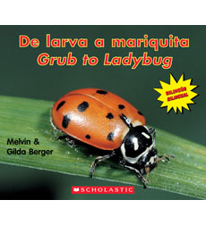 Grub to Ladybug / De larva a mariquita Grub to Ladybug / De larva a mariquita
