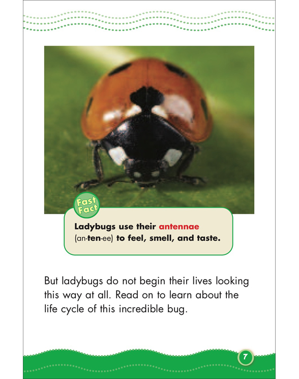 Science Vocabulary Readers Life Cycles by Liza Charlesworth