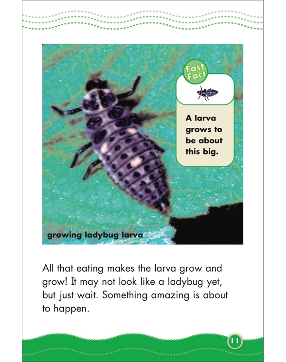 Science Vocabulary Readers Life Cycles by Liza Charlesworth