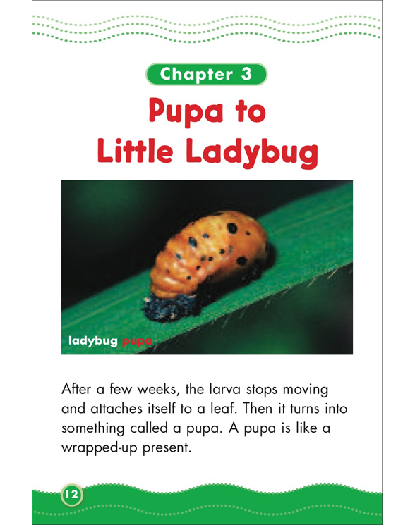 Science Vocabulary Readers Life Cycles by Liza Charlesworth