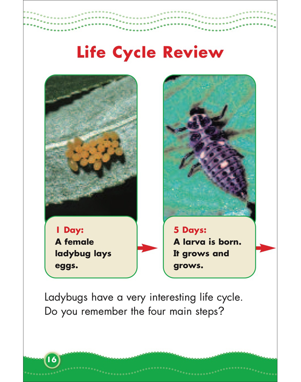 Science Vocabulary Readers Life Cycles by Liza Charlesworth