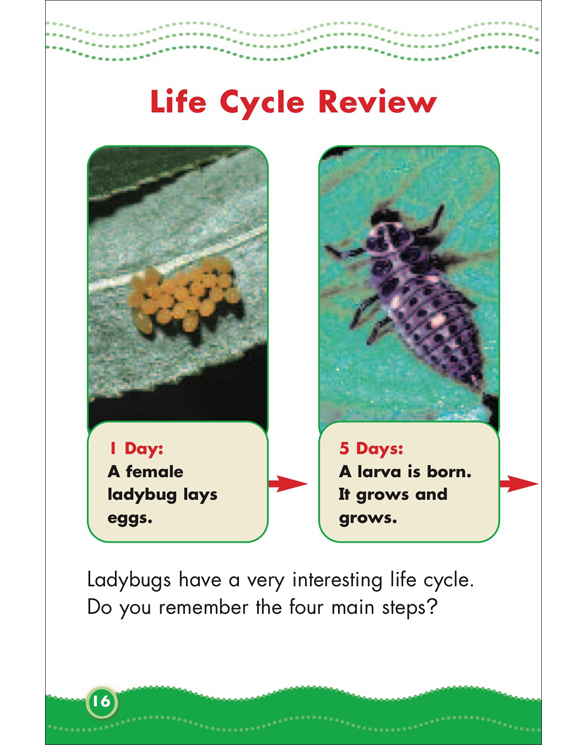 Science Vocabulary Readers: Life Cycles by Liza Charlesworth