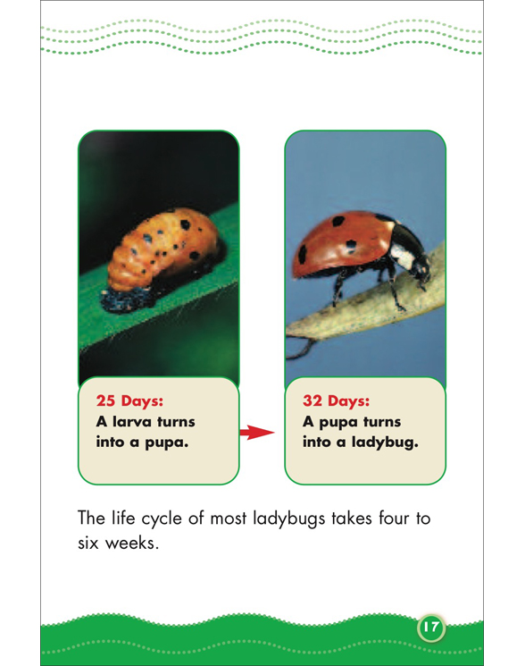 Science Vocabulary Readers Life Cycles by Liza Charlesworth