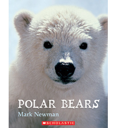 Polar Bears Polar Bears
