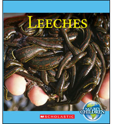 Leeches Leeches