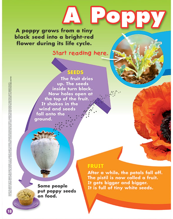 scholastic-news-science-reader-plants-by