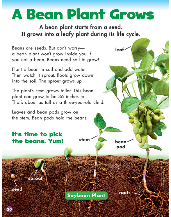 Scholastic News Science Reader Plants by