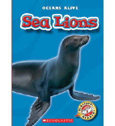 Sea Lions Sea Lions