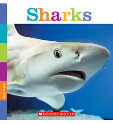 Sharks Sharks