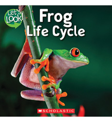 frog chelsea cycle