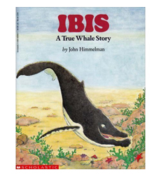 Ibis Ibis